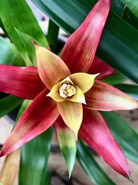 Close-up of yellow flowering plant