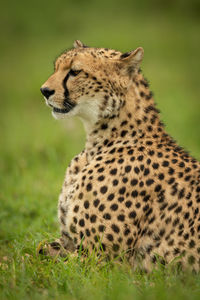 Cheetah lies in short grass facing left