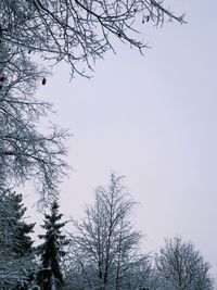 Low angle view of bare tree against clear sky