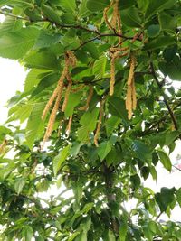 Low angle view of tree