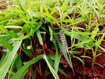 Close-up of insect on grass