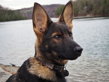 German shepherd puppy at the water 