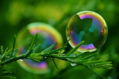 Close-up of rainbow over flower