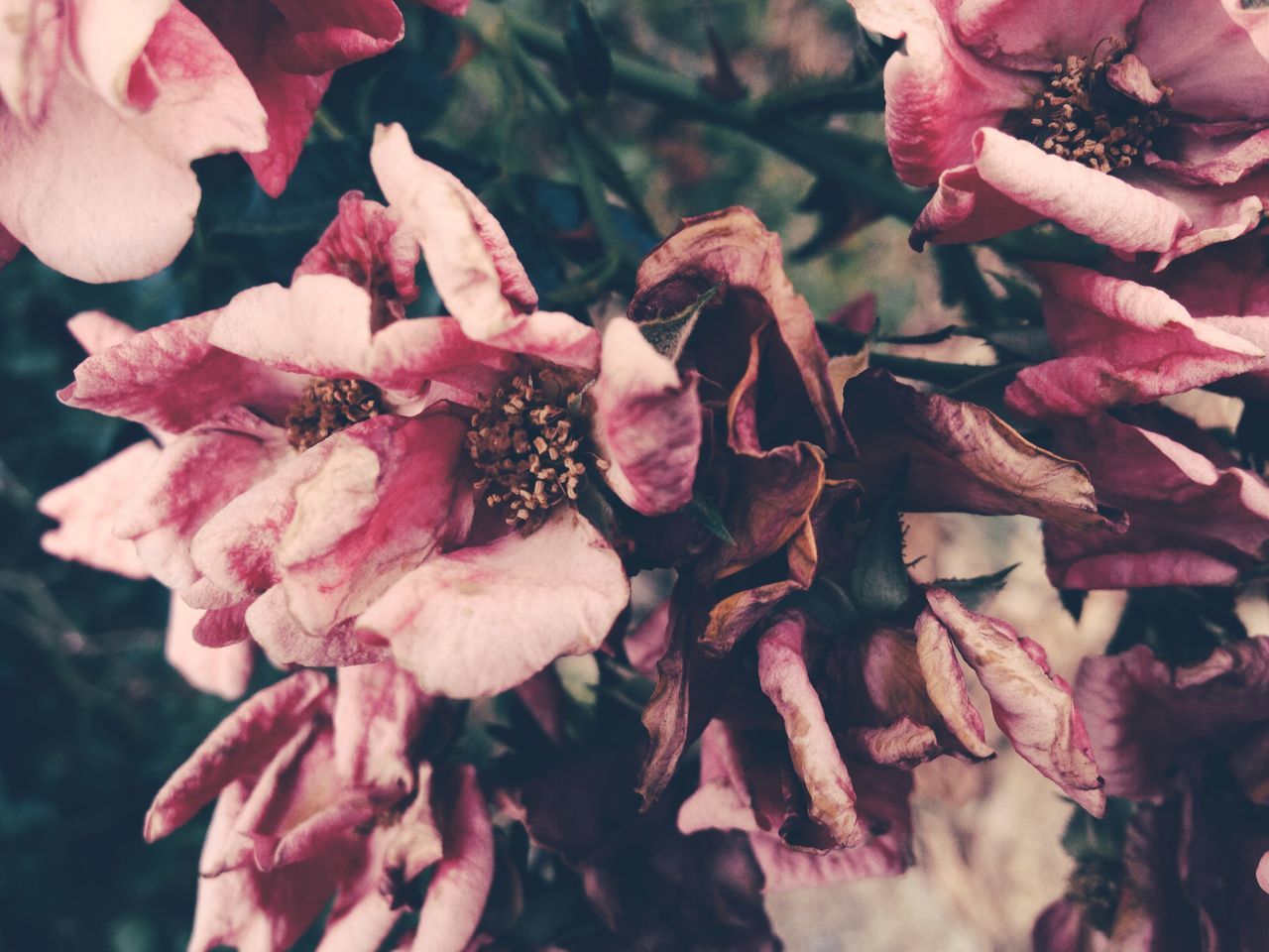 flower, close-up, fragility, freshness, growth, pink color, beauty in nature, petal, nature, focus on foreground, plant, season, flower head, outdoors, day, no people, selective focus, dry, pink, botany