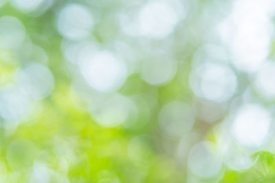 Defocused image of plants
