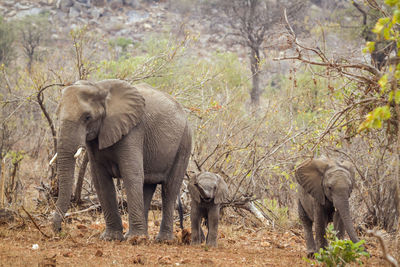 Elephant in a forest