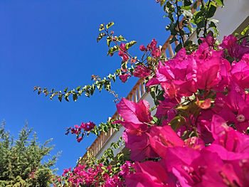 Low angle view of pink flowers blooming against sky