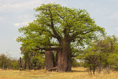 Trees on field against sky