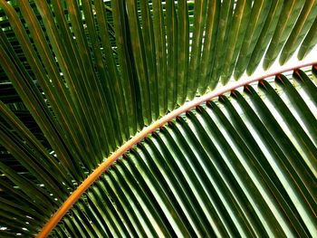 Full frame shot of palm tree leaves