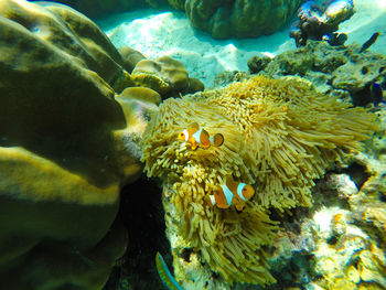 Close-up of coral swimming in sea