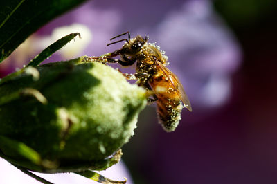 Close-up of bee pollinating flower