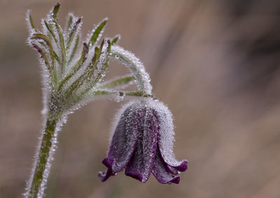 Close-up of flower against blurred background