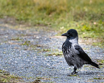 Bird perching on a field