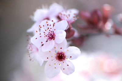 Close-up of cherry blossom