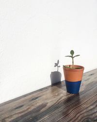 Close-up of potted plant on table against white wall