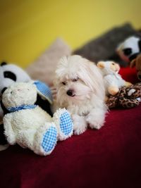 Close-up of dog in toy