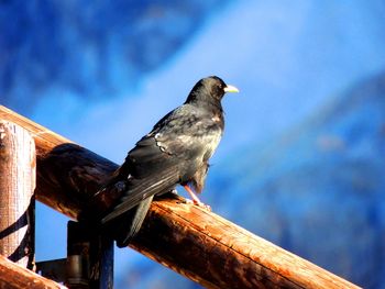 Low angle view of bird perching on wood