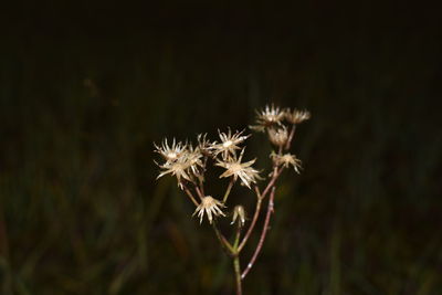 Close-up of dandelion flower against black background