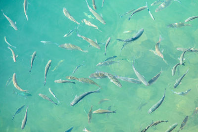 Fish swimming in sea