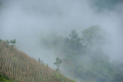 Trees on landscape against sky