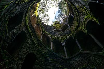 Low angle view of trees