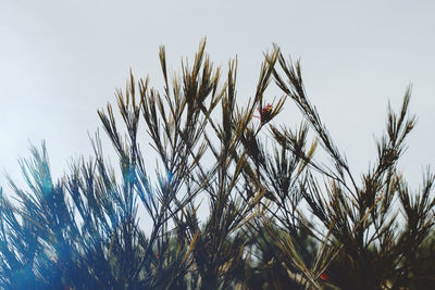 Low angle view of plants against sky