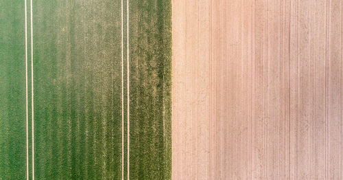 Vertical aerial view of a field with green sprouting young vegetation 