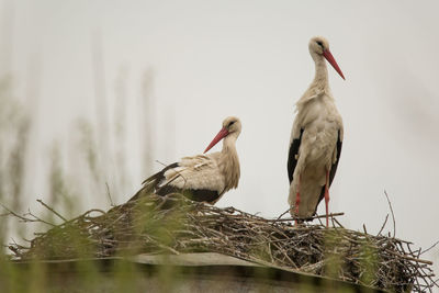 Birds perching on nest against sky