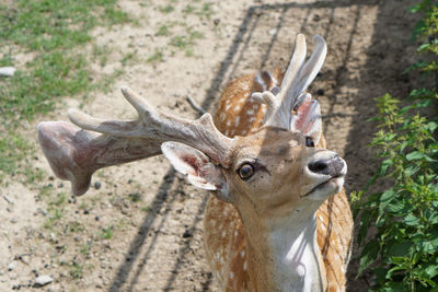 Deer in a zoo