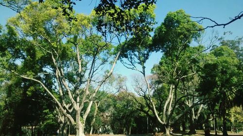 Low angle view of trees against blue sky