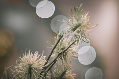 Close-up of white flowering plant