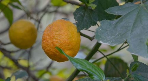 fruit