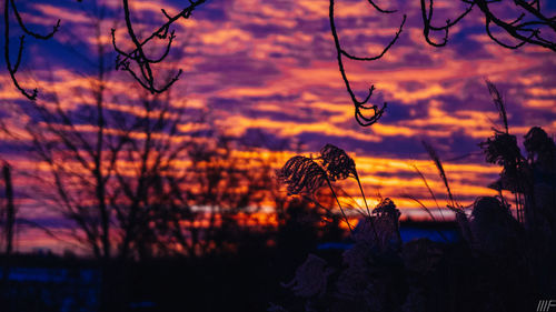Silhouette trees against dramatic sky during sunset