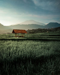 View of rice fields in the morning with unique color tones