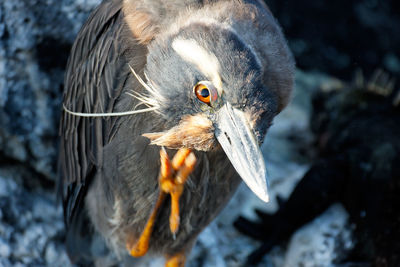 The heron from galapagos island, ecuador