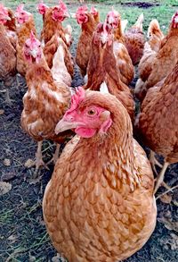 Close-up of birds on farm