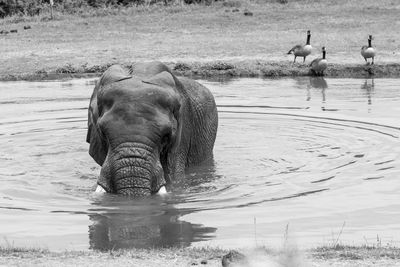 Elephants in pond in black and white