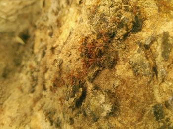 Close-up of insect on rock