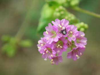 Close-up of bee on pink flower