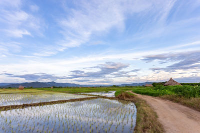 Scenic view of field against sky