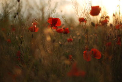 Close-up of red poppy flowers in field