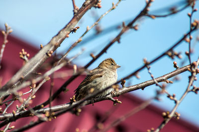Low angle view of bird perching on a branch