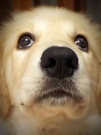 Close-up portrait of dog