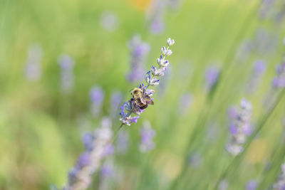 Bee collecting pollen from a lavender plant in a summer garden