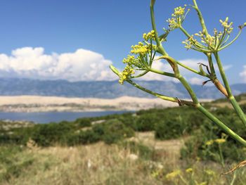 Close-up of flowering plant on land against sky