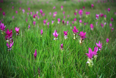 Pink flowers growing on field