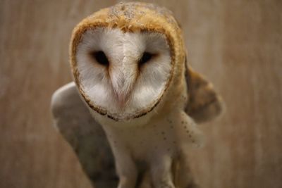 Close-up portrait of barn owl