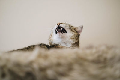 Close-up of cat yawning