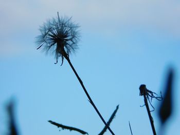 Close-up of flowers against sky