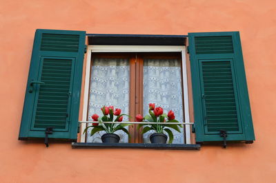 Potted plant on window sill of house